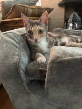 Torbie Cats Available for Adoption in Manhattan Beach, California - Brooke Girl From Brooklyn | PetCurious