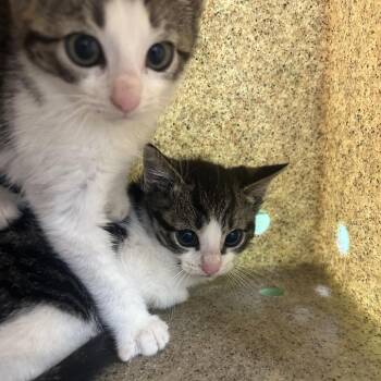 Lil Loogie -  Domestic Short Hair Cat for Adoption in Philadelphia, Pennsylvania - Lil Loogie | PetCurious