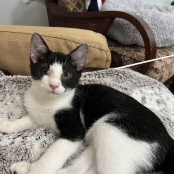 Inky - 4 MONTHS - ONE EYED PIRATE OF LOVE -  American Shorthair Cat for Adoption - Inky - 4 MONTHS - ONE EYED PIRATE OF LOVE | PetCurious
