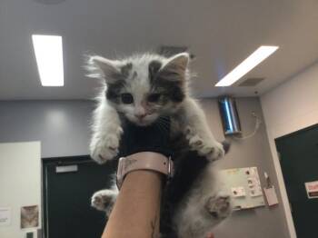 A1917649 -  Domestic Short Hair Cat for Adoption in Thousand Palms, California - A1917649 | PetCurious