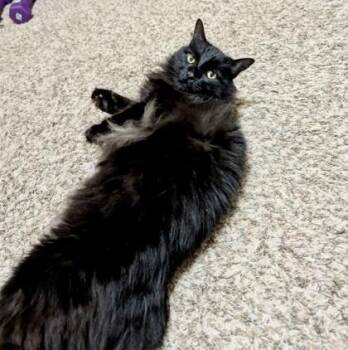 Domestic Long Hair and Domestic Short Hair Cats Available for Adoption in Fort Worth, Texas - Batman | PetCurious