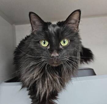 Domestic Long Hair Cats Available for Adoption in Los Angeles, California - Godiva | PetCurious