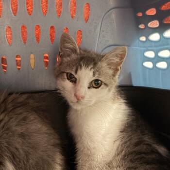 Harmony -  Domestic Long Hair Cat for Adoption in Walker, Michigan - Harmony | PetCurious