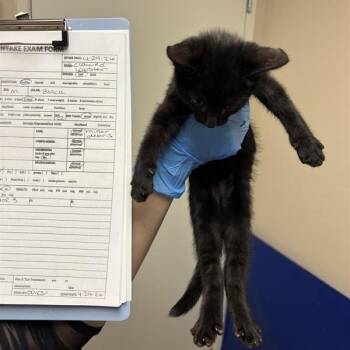 Domestic Short Hair Cats Available for Adoption in Tempe, Arizona - Clawed Lobster | PetCurious