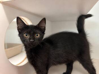 SAPPHIRE -  Domestic Medium Hair Cat for Adoption in Texas City, Texas - SAPPHIRE | PetCurious