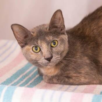 Bikini -  Domestic Short Hair Cat for Adoption in Mentor, Ohio - Bikini | PetCurious
