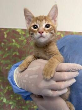 Ernie -  Domestic Short Hair Cat for Adoption in San Antonio, Texas - Ernie | PetCurious