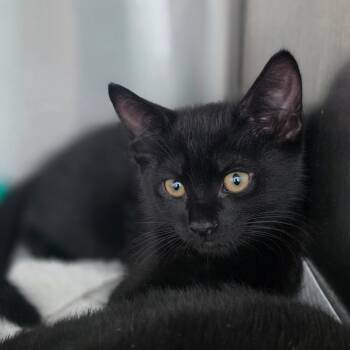 Domestic Short Hair Cats Available for Adoption - Blair | PetCurious