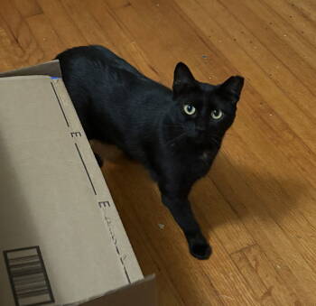 Rescue Domestic Short Hair Cats for Adoption in Camden, South Carolina - Pepper (Available For Pre-adoption) | PetCurious