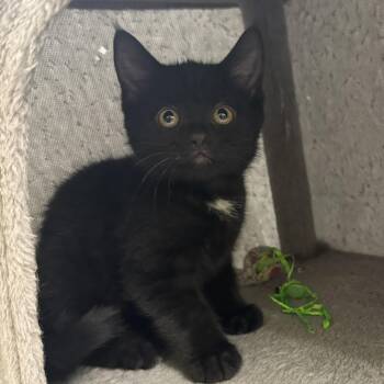 Jedi -  Domestic Short Hair Cat for Adoption in Ulster, Pennsylvania - Jedi | PetCurious