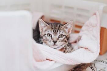 Domestic Short Hair Cats Available for Adoption in North Charleston, South Carolina - 91812a Potato | PetCurious