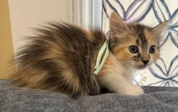 Brownie-Not at the Shelter (Faith) -  Calico and Domestic Medium Hair Cat for Adoption in Rustburg, Virginia - Brownie-Not At The Shelter (Faith) | PetCurious