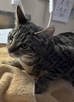 Rescue Domestic Short Hair Cats for Adoption in Sherwood, Oregon - Dungeon Crawler Carl | PetCurious