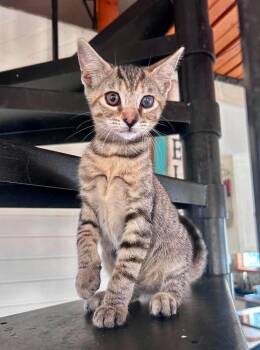 Hazel -  Domestic Short Hair Cat for Adoption in Milton, Delaware - Hazel | PetCurious