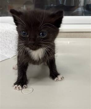 Domestic Short Hair Cats Available for Adoption in Baytown, Texas - ONI | PetCurious