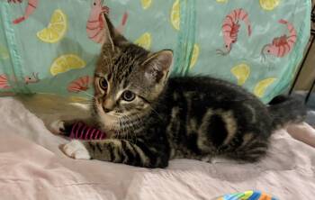 Birria -  Tabby and Domestic Short Hair Cat for Adoption in Spring City, Pennsylvania - Birria | PetCurious