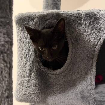 Tegan -  Domestic Short Hair Cat for Adoption in Indianapolis, Indiana - Tegan | PetCurious