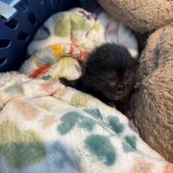 Iris -  Domestic Short Hair Cat for Adoption in Lynchburg, Virginia - Iris | PetCurious