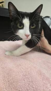 Kettle -  Domestic Short Hair and Siamese Cat for Adoption in Sacramento, California - Kettle | PetCurious