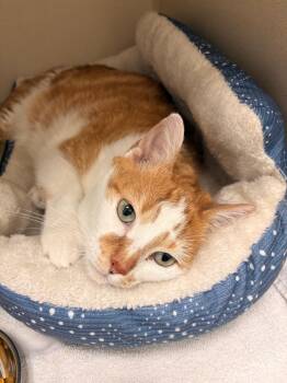 Yoda -  Domestic Short Hair Cat Available for Adoption in Miami Gardens, Florida - Yoda | PetCurious