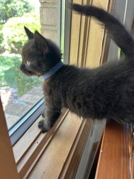 Domestic Short Hair Cats Available for Adoption - Mirage | PetCurious