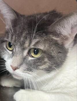 Domestic Short Hair Cats Available for Adoption in Phoenix, Arizona - Millie | PetCurious