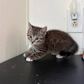 Domestic Short Hair Cats Available for Adoption in Gainesville, Florida - Dallas | PetCurious