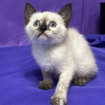 Fajita -  Domestic Short Hair Cat for Adoption in North Myrtle Beach, South Carolina - Fajita | PetCurious