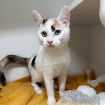 Rescue Domestic Short Hair Cats for Adoption in Branford, Connecticut - Funny Bones | PetCurious