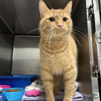 Domestic Short Hair Cats Available for Adoption in La Grange Park, Illinois - Kincaid | PetCurious