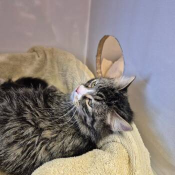Mittens -  Domestic Medium Hair Cat for Adoption in Drumheller, Alberta - Mittens | PetCurious