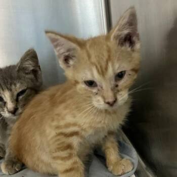 Biscotti -  Domestic Short Hair Cat for Adoption in Lansing, Michigan - Biscotti | PetCurious