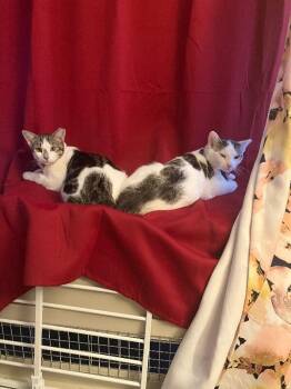 Sydney -  Domestic Short Hair Cat for Adoption - Sydney | PetCurious