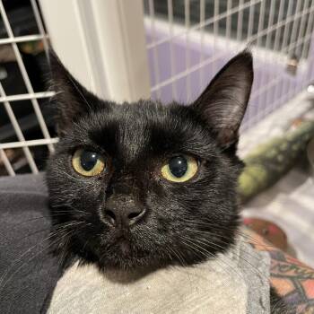 SugarFish -  Domestic Short Hair Cat for Adoption in Los Angeles, California - SugarFish | PetCurious