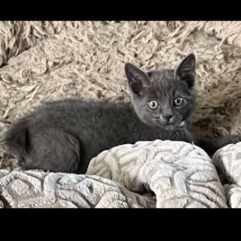 Domestic Short Hair Cats Available for Adoption in Prescott, Arizona - Simon | PetCurious