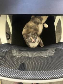 Truffle -  Domestic Short Hair Cat for Adoption in Austin, Texas - Truffle | PetCurious