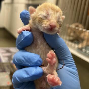 Domestic Short Hair Cats Available for Adoption in Harrisonburg, Virginia - 70657 | PetCurious