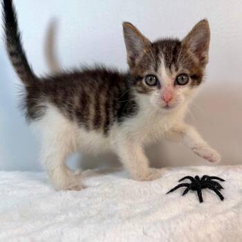 Gimli -  Domestic Short Hair Cat for Adoption in Johnson City, Tennessee - Gimli | PetCurious