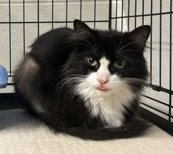 Rescue Domestic Long Hair and Domestic Short Hair Cats for Adoption in Anderson, Indiana - Viv | PetCurious