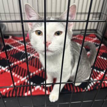 Domestic Short Hair Cats Available for Adoption - Stormy | PetCurious