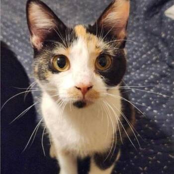Rescue Domestic Short Hair Cats for Adoption in Warr Acres, Oklahoma - Kiki | PetCurious