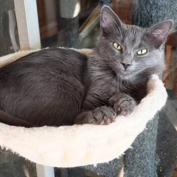 Domestic Long Hair Cats Available for Adoption - Lyonesse | PetCurious