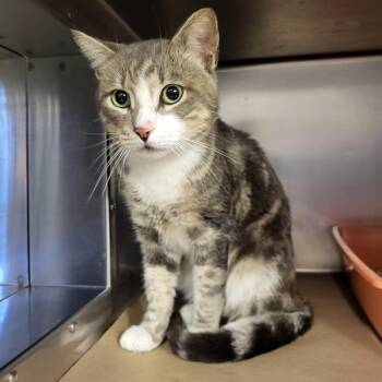 Domestic Short Hair Cats Available for Adoption - Cookie | PetCurious