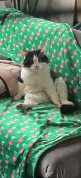 Alfie -  Domestic Long Hair Cat Available for Adoption in Seattle, Washington - Alfie | PetCurious