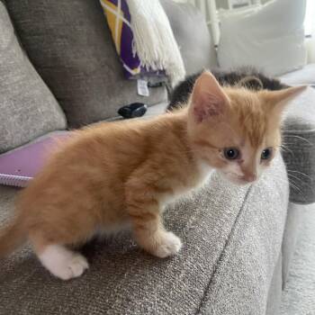 Domestic Short Hair Cats Available for Adoption in Chapel Hill, North Carolina - Orangutan | PetCurious