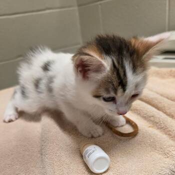 Domestic Short Hair Cats Available for Adoption in Chicago, Illinois - Cassini | PetCurious
