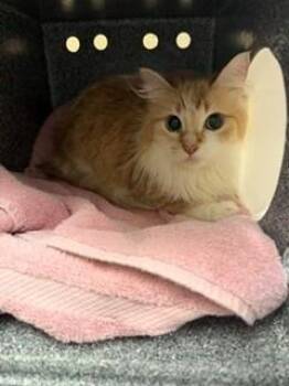 Clementine -  Domestic Long Hair and Domestic Short Hair Cat for Adoption in Irving, Texas - Clementine | PetCurious