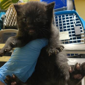 Rescue Domestic Short Hair Cats for Adoption in Mount Vernon, Indiana - Perry | PetCurious