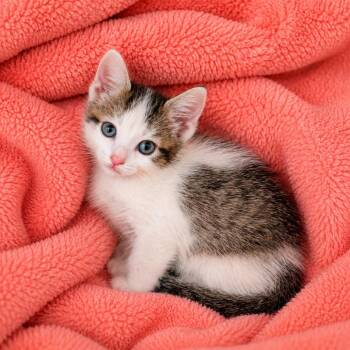 Fisher -  Domestic Short Hair Cat for Adoption in Las Vegas, Nevada - Fisher | PetCurious