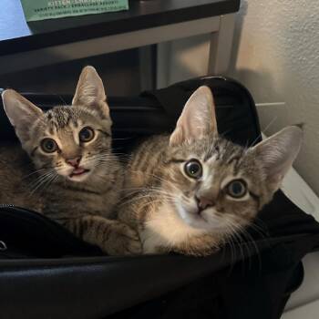 Rescue Domestic Short Hair Cats for Adoption in Davis, California - Donatella | PetCurious